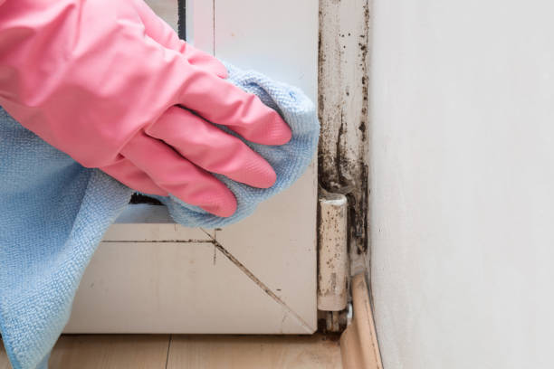 Best Attic Mold Removal  in Brookfield, MO